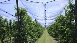 Anti-Hail Nets for Crop Protection